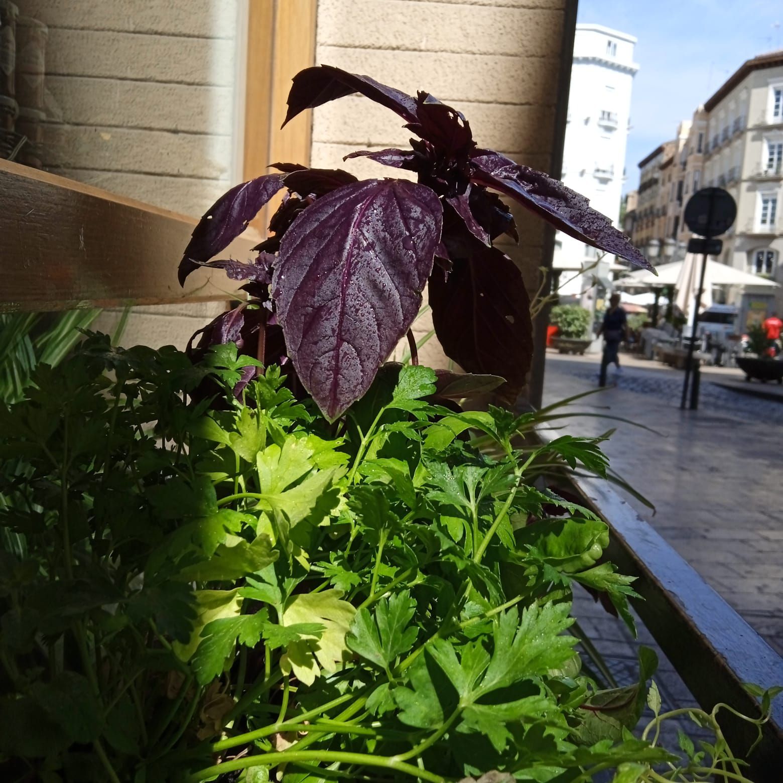 Plantas aromáticas en macetas biodegradables