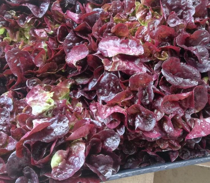 LECHUGA HOJA DE ROBLE VERDE - UD (Aragón)