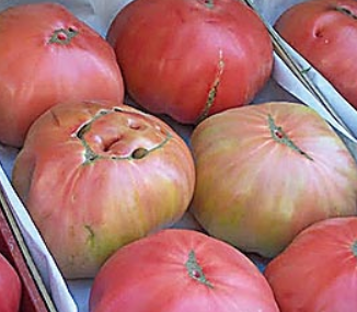 TOMATE ROSA EXTRA - KG (Navarra)