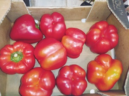 PIMIENTO ROJO - KG (Aragón)