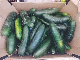 PEPINO CORTO FRANCES - KG (España)