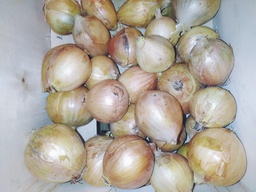 CEBOLLA SEMISECA DORADA - KG (Aragón)