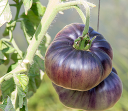 TOMATE EXTRA MAR AZUL - KG (Aragón)