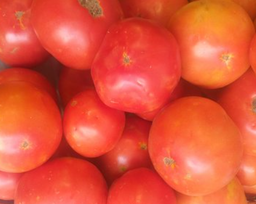 TOMATE ENSALADA - KG (España)