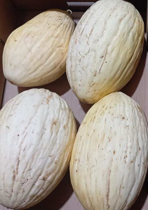 MELÓN Torres de Berrellen - 3 a 5 KG ud - (Aragón)